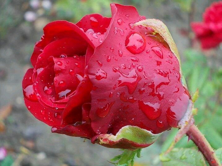 Akbar41746004's profile picture. 