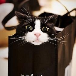 ooyama_udon's profile picture. 饂飩が好きで好きでしょうがない。饂飩の発展性・拡張性を信じ、新たなコンセプトの饂飩屋の開店を妄想中＾＾饂飩に合わせて唐揚げ・餃子も含め色々な妄想・食べてみたいものなどを当てもなくだらだらと書いてゆきますφ(．．)http://t.co/nYTSVLPjeq