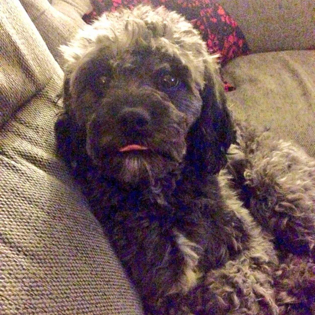 CuteCockaPoo's profile picture. I like to eat sticks, play fetch and jump at random people for a belly rub!
