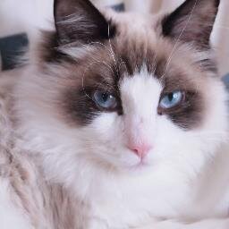 matatabi_ux's profile picture. プログラマーやっている猫好き