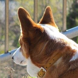 性別:男性 ‍ 愛犬:コーギー♀（もも）2015/6に虹の橋を渡りました。最近キャンプにハマってます。趣味:キャンプ、カメラ（写真）なので同じ趣味の方を無言フォローしてしまいますがよろしくお願いします。