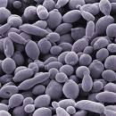 We are a group of scientists who are enthusiastic about studying microbiology, (epi)genetics, infectious disease, RNA, virology, genomics, and chromosomes.