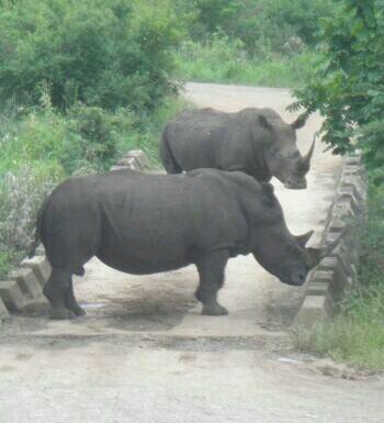 Rhino11thHour's profile picture. It is the 11th hour for our rhinos!

In association with @FutululuDreams, help create awareness to conserve our rhinos!