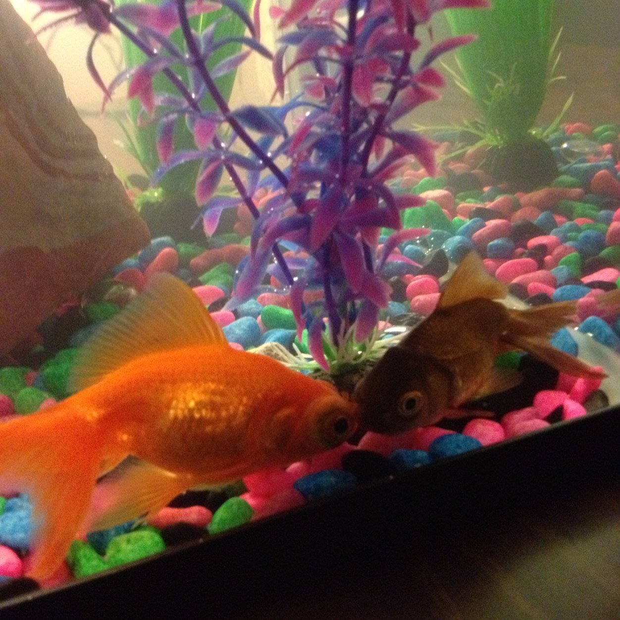 bex8985's profile picture. 