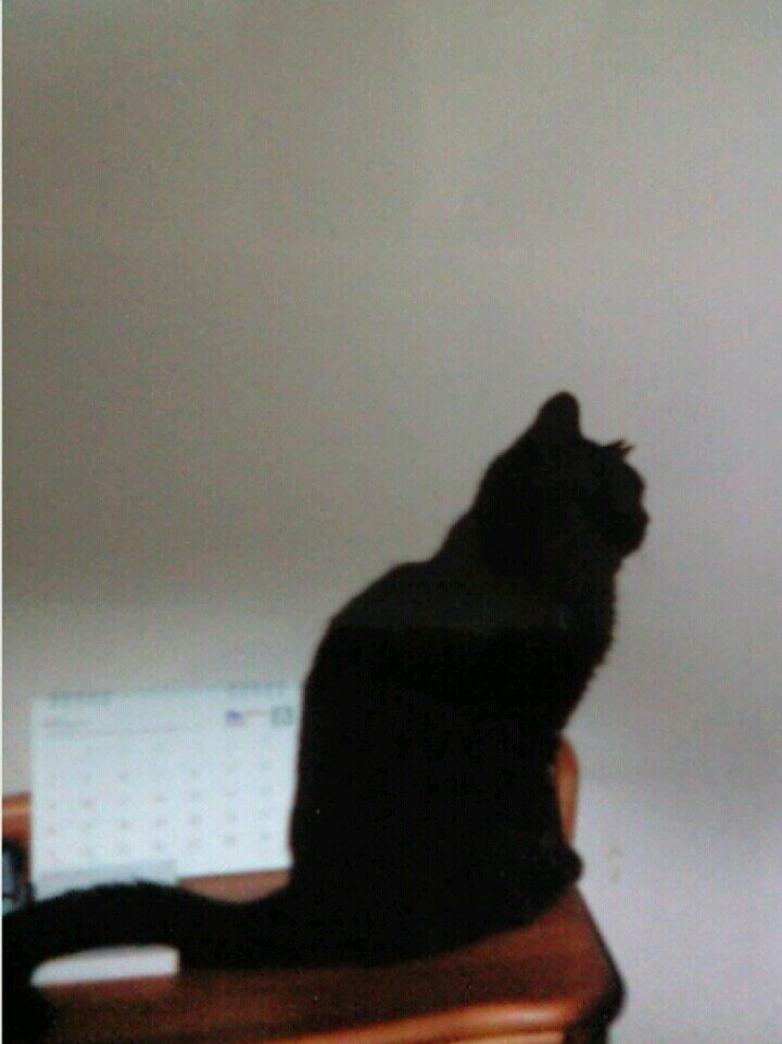 JiJi NaNa cats on X