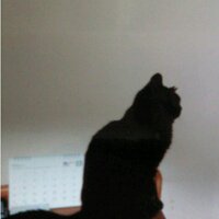 JiJi NaNa cats(@ygk0701) 's Twitter Profile Photo