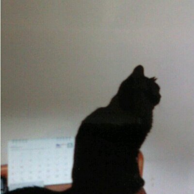 JiJi NaNa cats (@ygk0701) / X