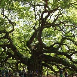 C1Keloiny's profile picture. Serial re-locator, listener, and good egg