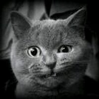 persik (@nyasher_dasher) 's Twitter Profile