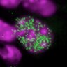 smoltblue's profile picture. Researcher@Hokkaido University (biology/noncoding RNA/development)