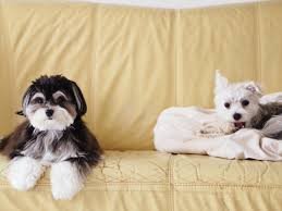 beagleandbuff's profile picture. しあわせは、自分のこころが決めるのだ！