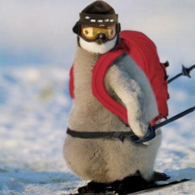 ペンギン画像 Pengingazou Twitter ペンギン画像 Pengingazou Twitter
