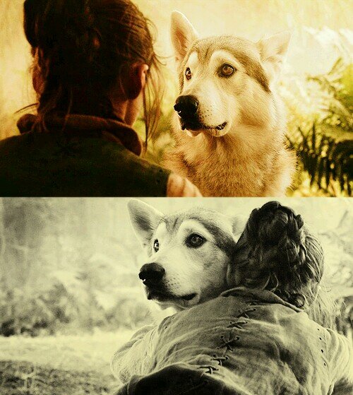 Loba de Arya. Tiene 5 hermanos (-2), por eso busca venganza con su manada de lobos= Preparaos Lannisters y Freys, El Norte no Olvida #SpanishFakeWesteros