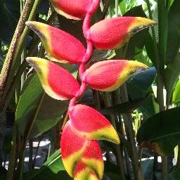 excelsagardens's profile picture. 