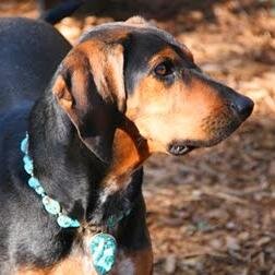 Coonhound Travel Writer