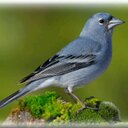 Adrián Simó Trujillo - @adrian_sim87 - Twitter