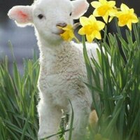 SCJgoodtree (@goodtree121) 's Twitter Profile