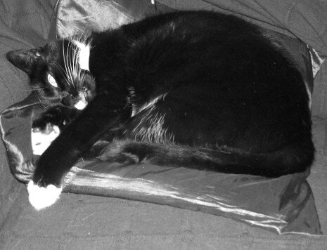 LizziPalmer's profile picture. Musician, cat mum, teacher, and lover of life.