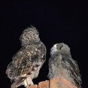 Joanne Cheek - @Jo_Che - Twitter