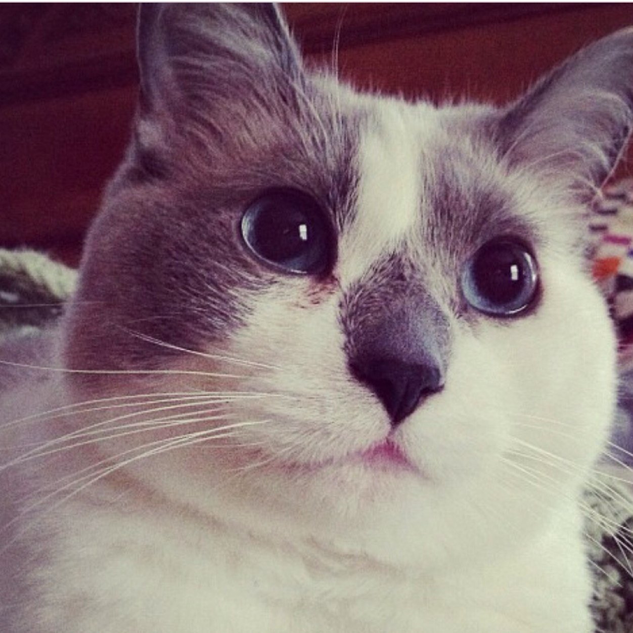 I once was a feral farm cat. Now I live inside. I have diabetes & opinions.