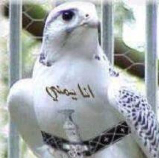تموت الأسد في الغابات جوعا ... ولحم الضأن تأكله الكــلاب وعبد قد ينام على حريـــر ... وذو نسب مفارشه التــراب