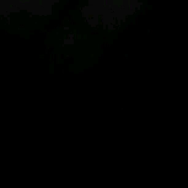 dina_elshahed's profile picture. 