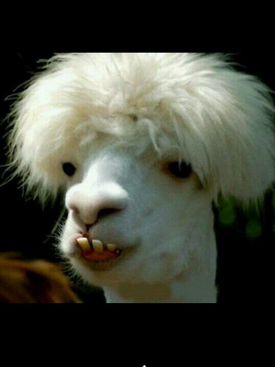 nancy_llama's profile picture. #TEAMLLAMA.. OUR KIND WILL TAKE OVER THE PLANET..IM FAB AT ANAL..WE EAT GRASS AND LICK ASS..I AM SEXUAL..