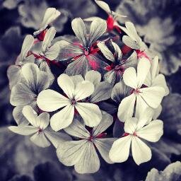 Hii, follow me i'll follow back, read my tweets and retweet 33