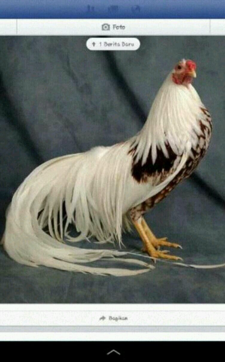 jubeds_com's profile picture. Terbaik buat hidup ku demi masa depan !!