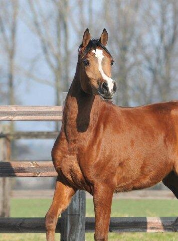 Medicom Arabians breeding stud