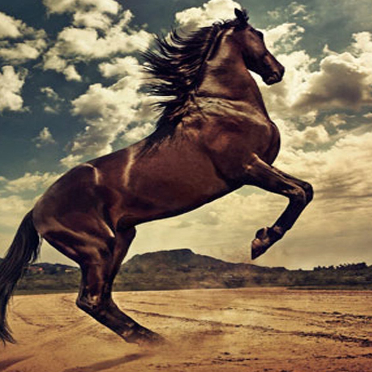 Love horses~ grondwerk en vrijheidsdressuur~ Equidia~