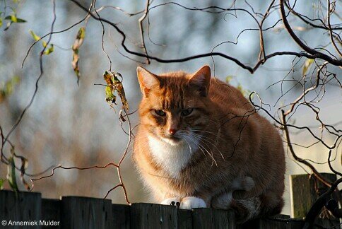 I'm Nix a He-Cat. #Loner Cant die. Love @DeathOfYours. Send from StarClan to earth.