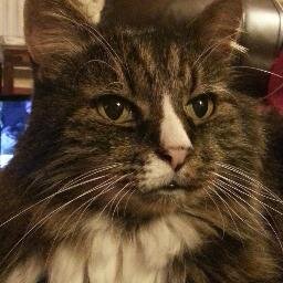 Blofelds_cats Profile Picture