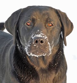 Welcome to Amber Sky Labradors where we have dedicated over 30 years in producing calm Labradors that excel as companions to you and your family.
