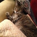 Suzanne Tighe - @Stighe1 - Twitter