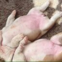 Paulette Allen  - @pollyandstu - Twitter