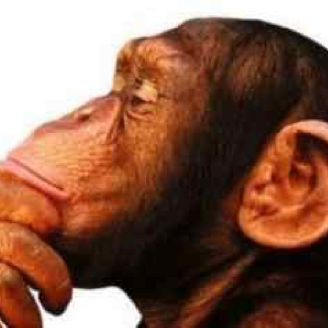 DaniMasaro's profile picture. Dic el que penso, quan ho penso, i com ho penso...