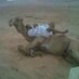 صالح محمد العوذلي (@aden777ad) Twitter profile photo