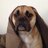 hungoverpooch's profile image