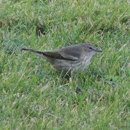 Teesside Birder, County Lister, Failed Twitcher and Record Collector.