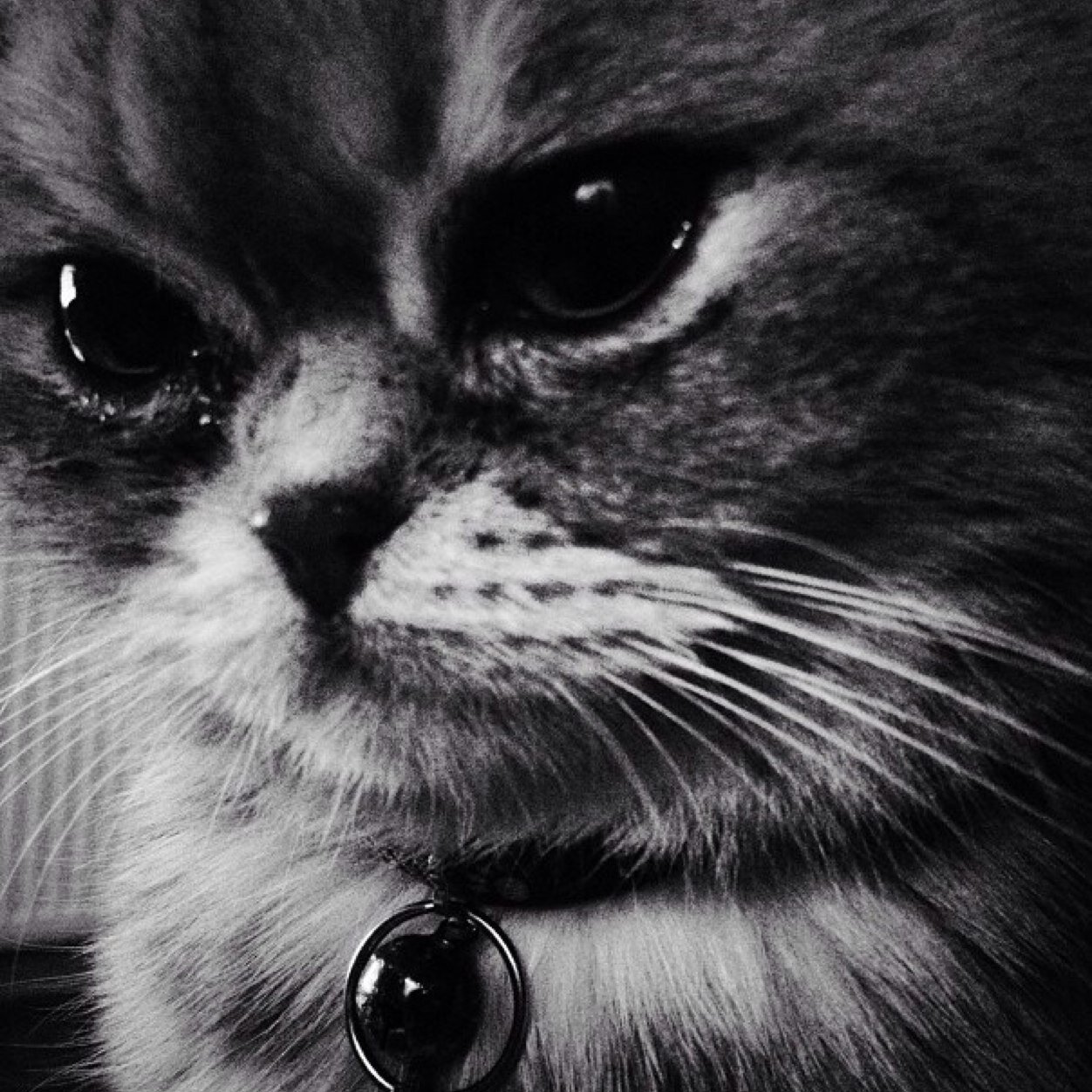 ertelofthenight's profile picture. 