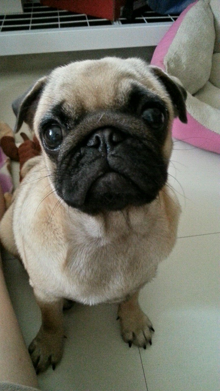 shuipaoyan's profile picture. i love long romantic walks to the fridge. Feeeed meeee