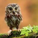 Louise Tomlin - @Tommo_Louise - Twitter