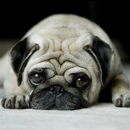 VloggerFromUK's profile picture. Hey guys im a vlogger/commentator/gamer