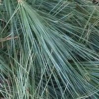 Pineleaf Needles (@pineleafneedles) 's Twitter Profile