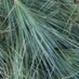 Pineleaf Needles (@pineleafneedles) Twitter profile photo