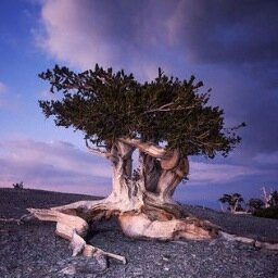 vincent_poon_'s profile picture. 