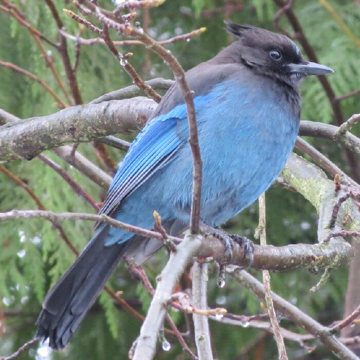 KingCyrus's profile picture. 