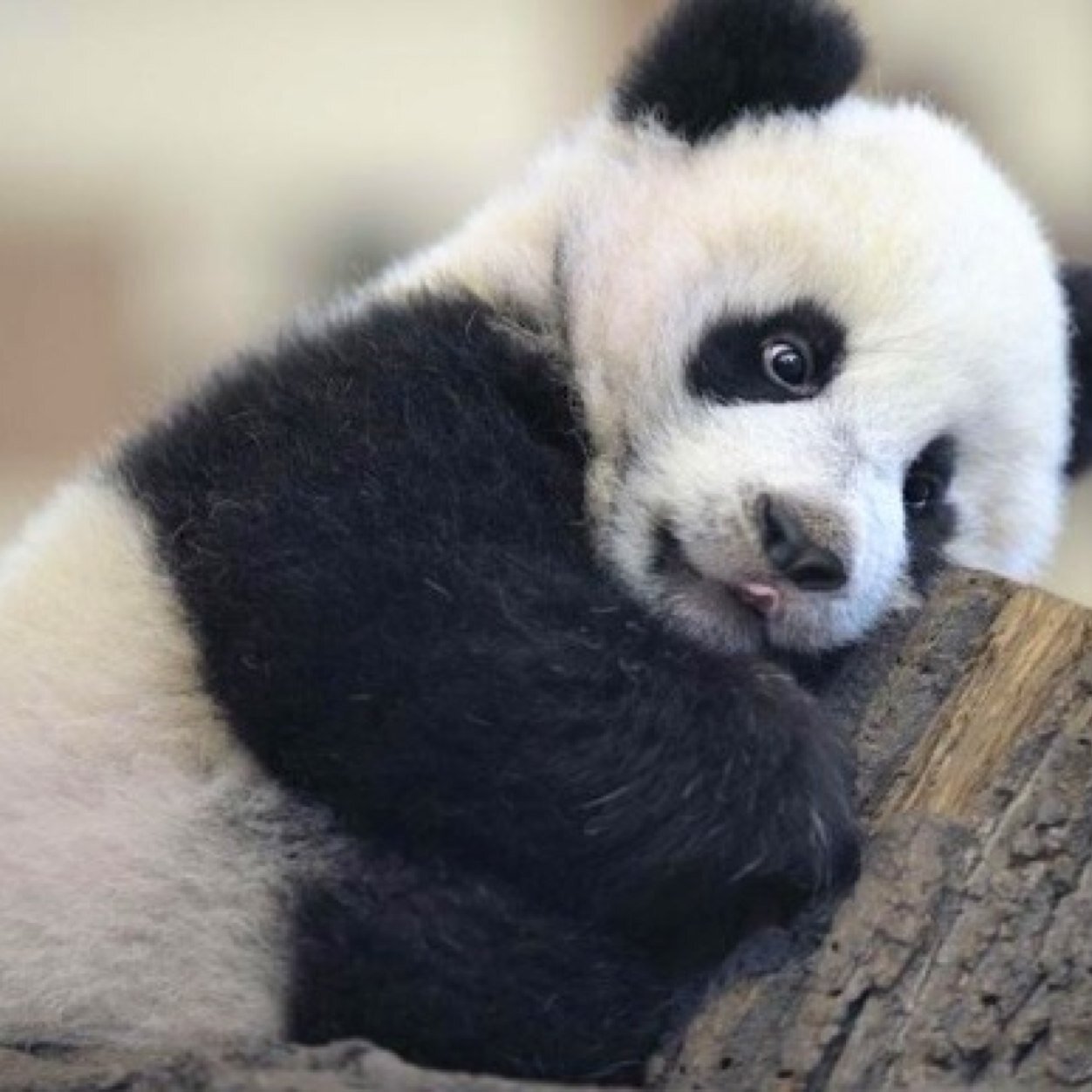 pandamonium230's profile picture. Love and trust in god there for he will guide you.