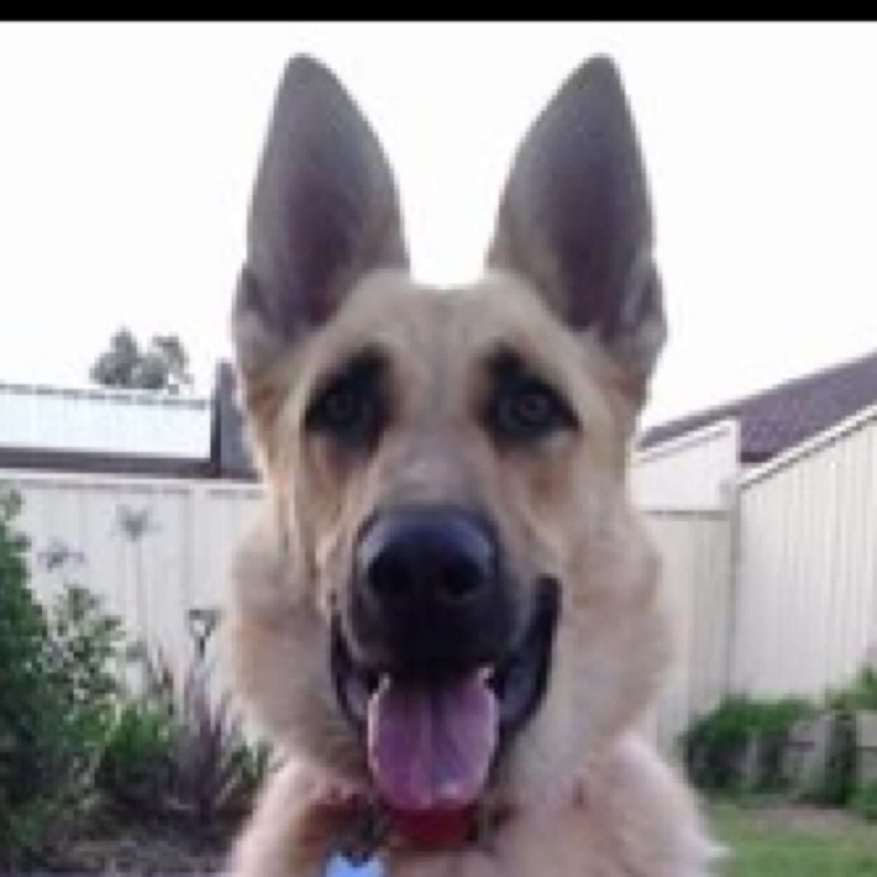 davekitchen28's profile picture. Head Chef Mavericks on the bay Nelson Bay ! who loves nsw produce.v8 and f1 fanatic